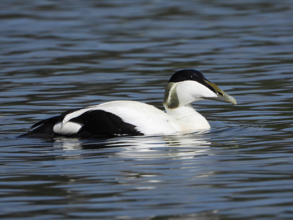 Common Eider - ML621024410