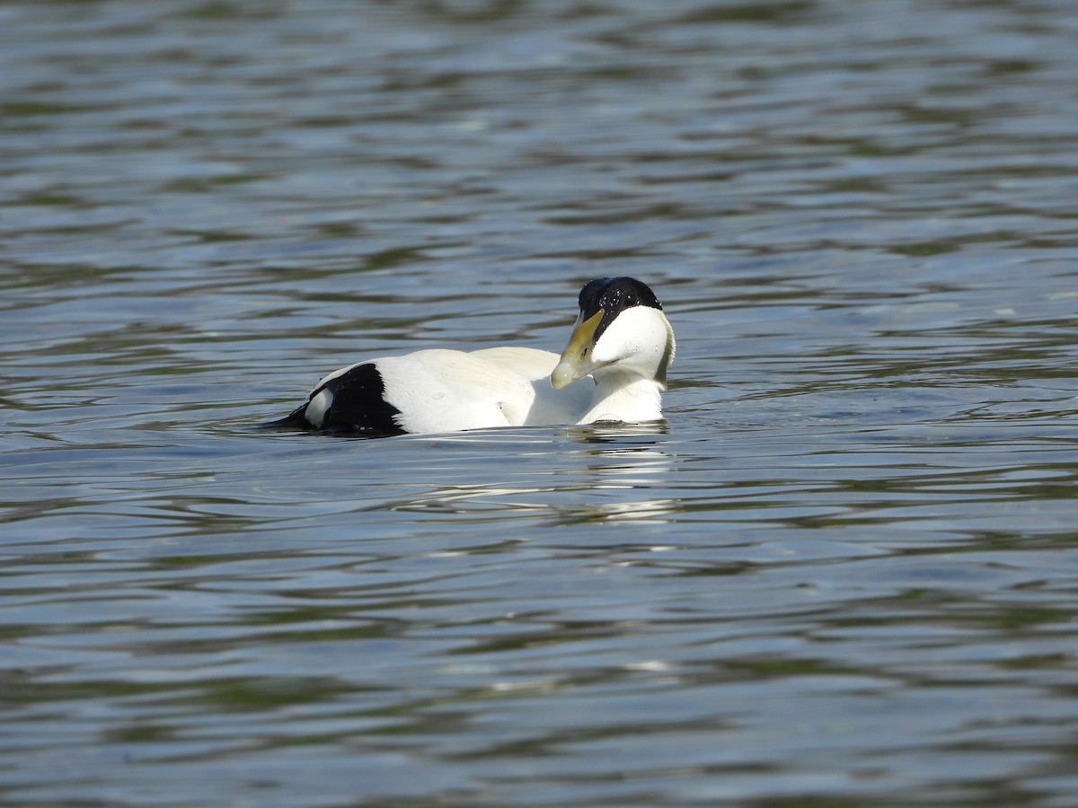 Common Eider - ML621024417