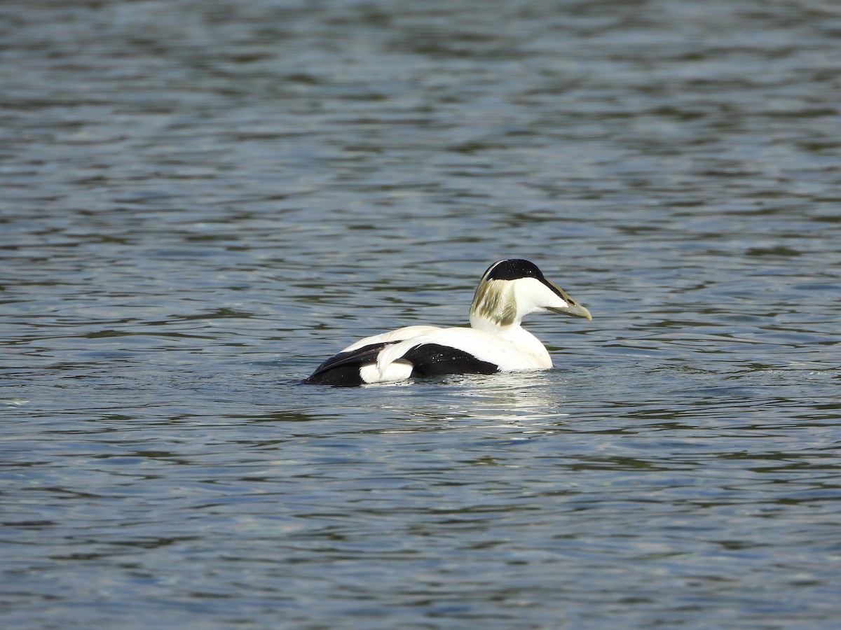 kajka mořská - ML621024421