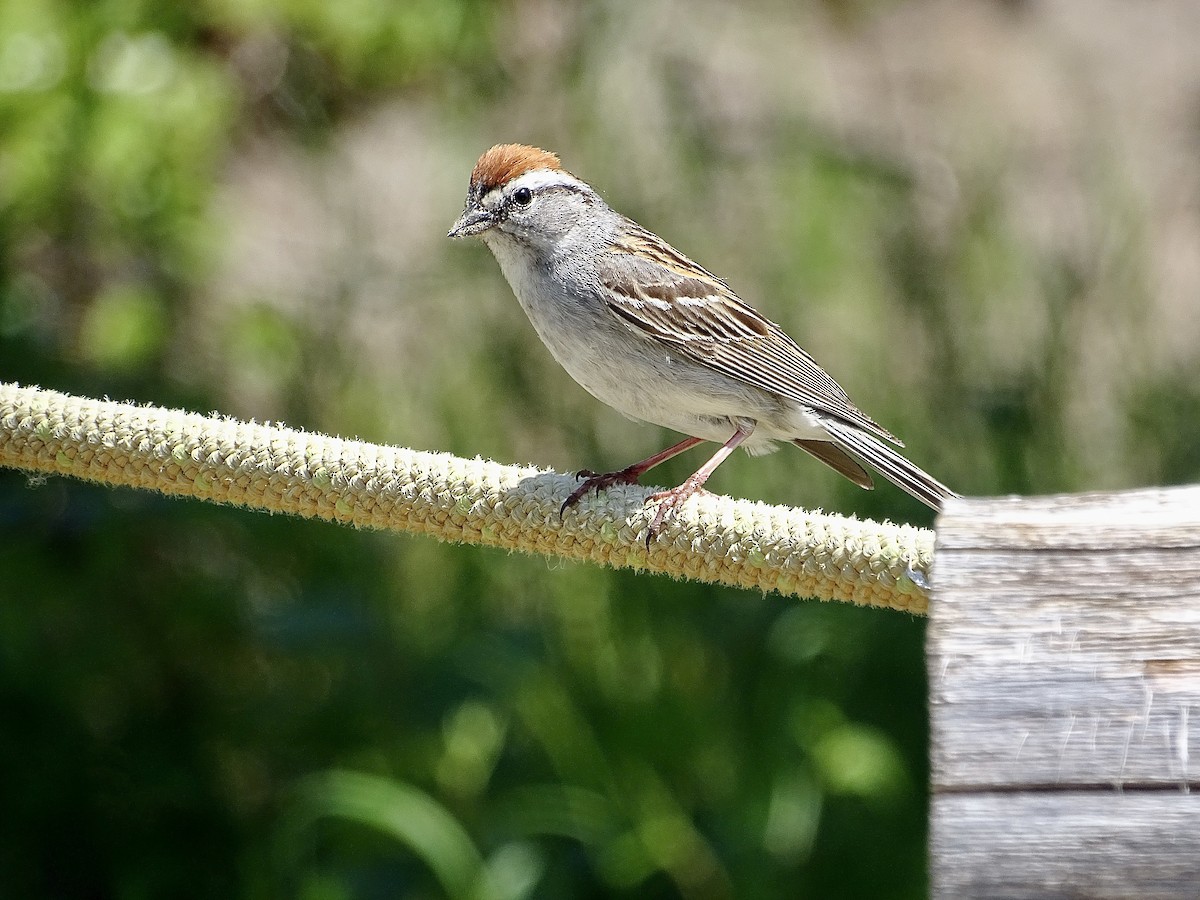 Chipping Sparrow - ML621024425