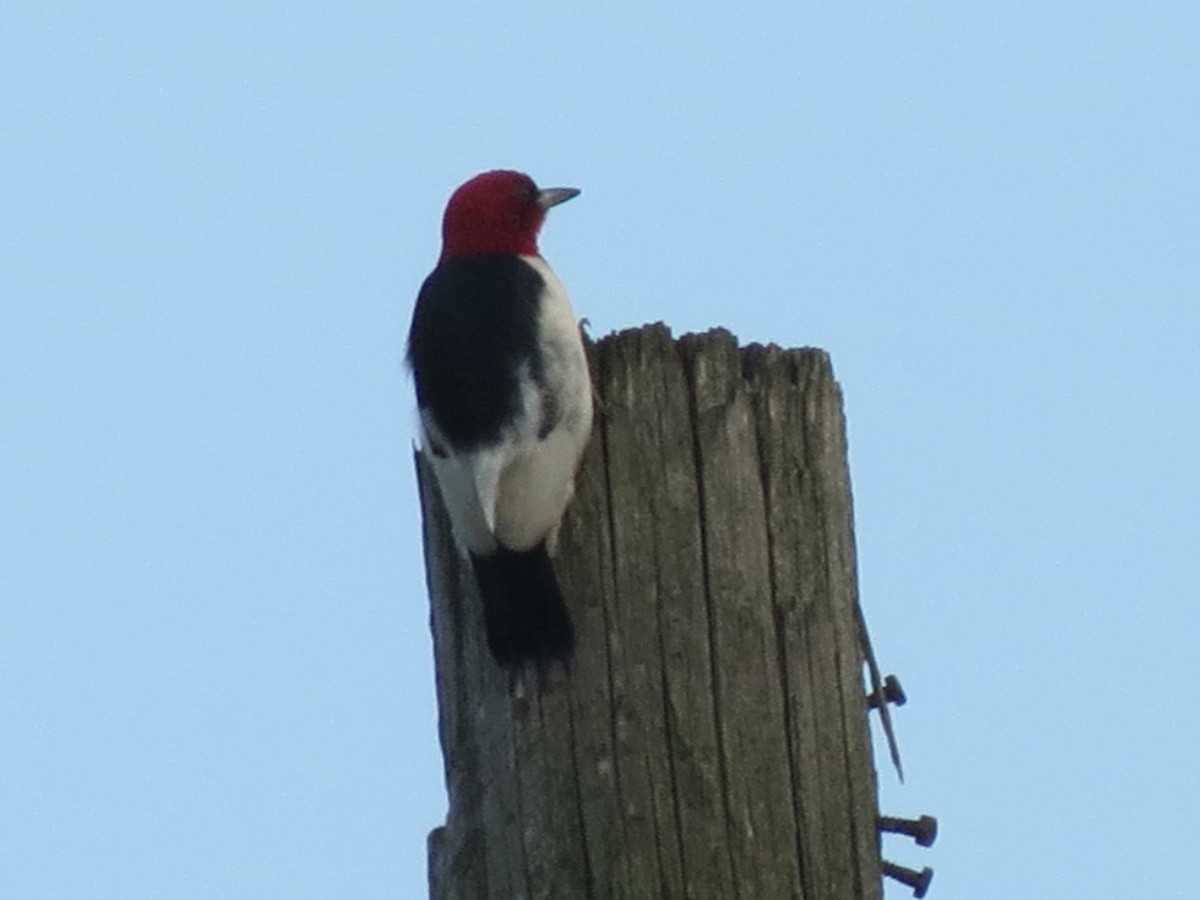 Red-headed Woodpecker - ML621024430