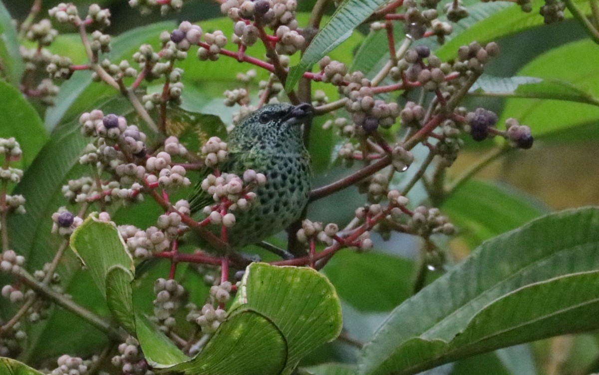 Spotted Tanager - ML621024432