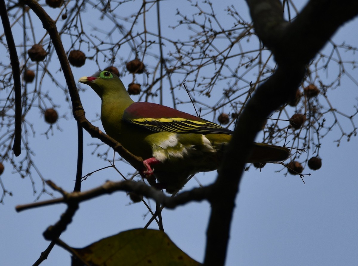 Thick-billed Green-Pigeon - ML621024440