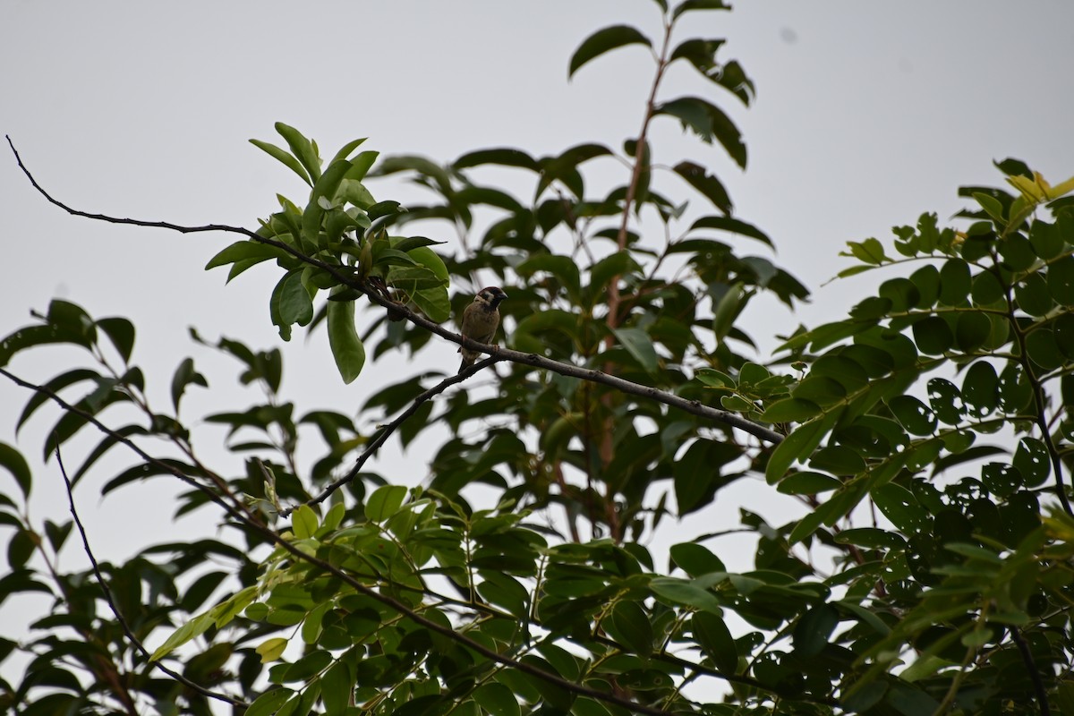 Eurasian Tree Sparrow - ML621024452