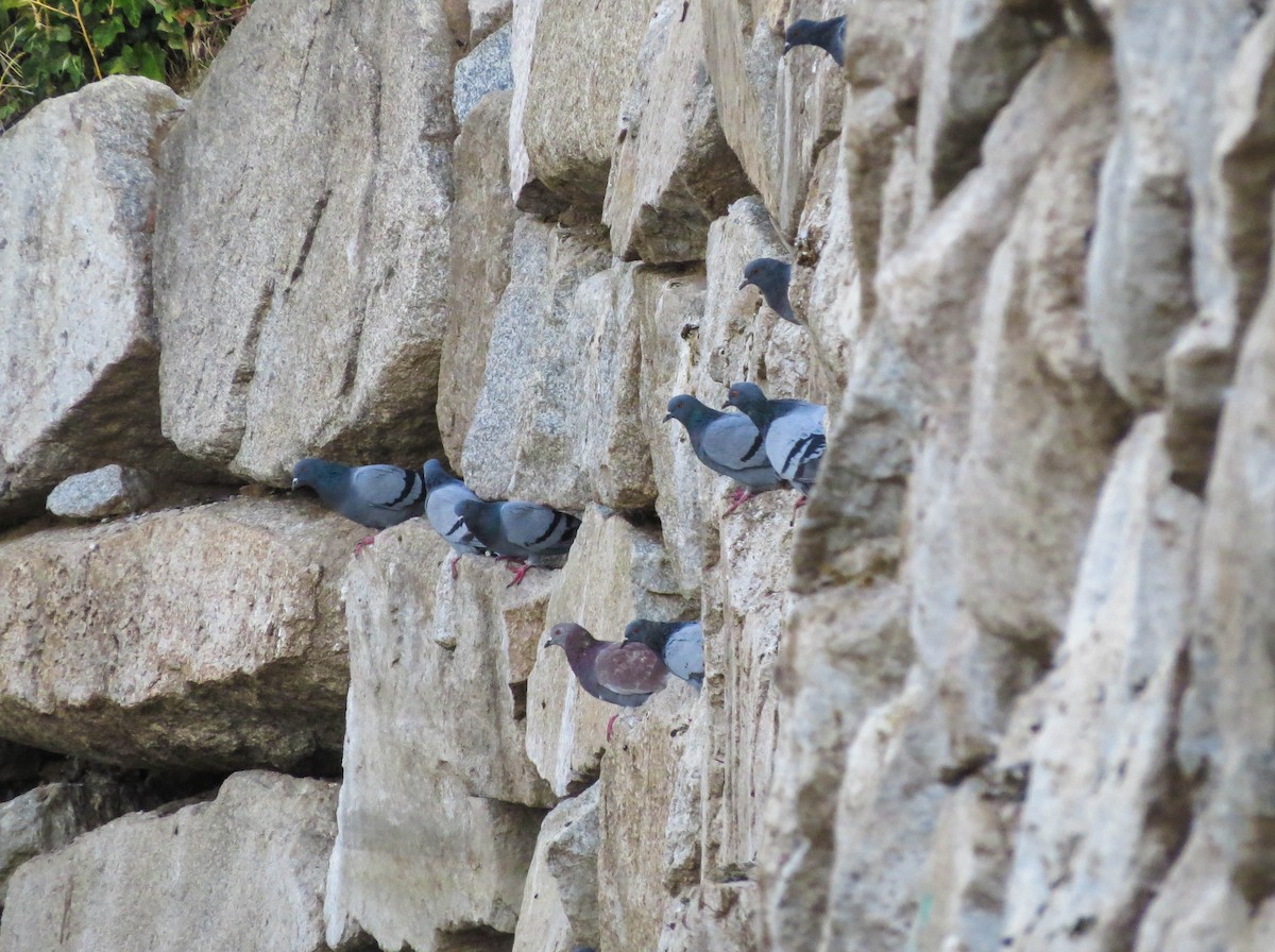 Rock Pigeon (Feral Pigeon) - ML621024463