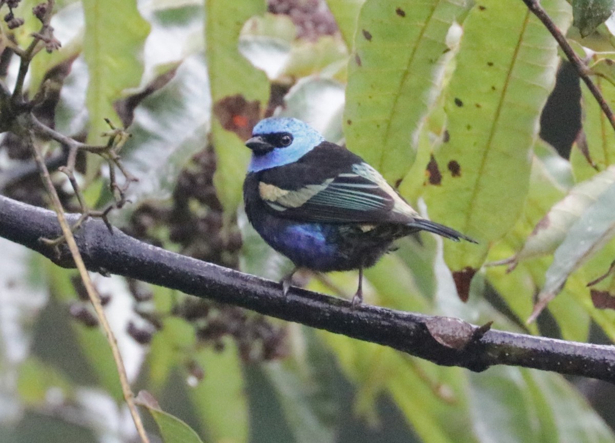 Blue-necked Tanager - ML621024481
