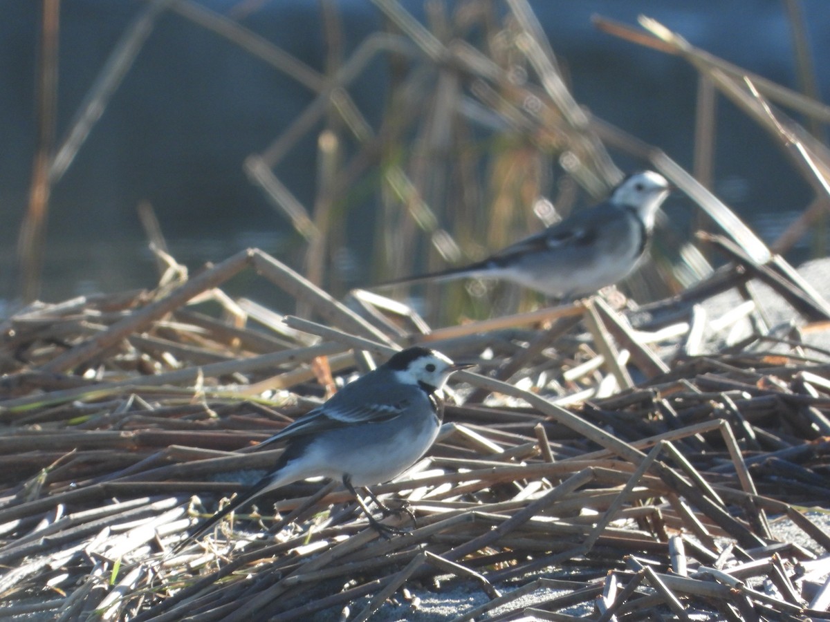 konipas bílý - ML621024490