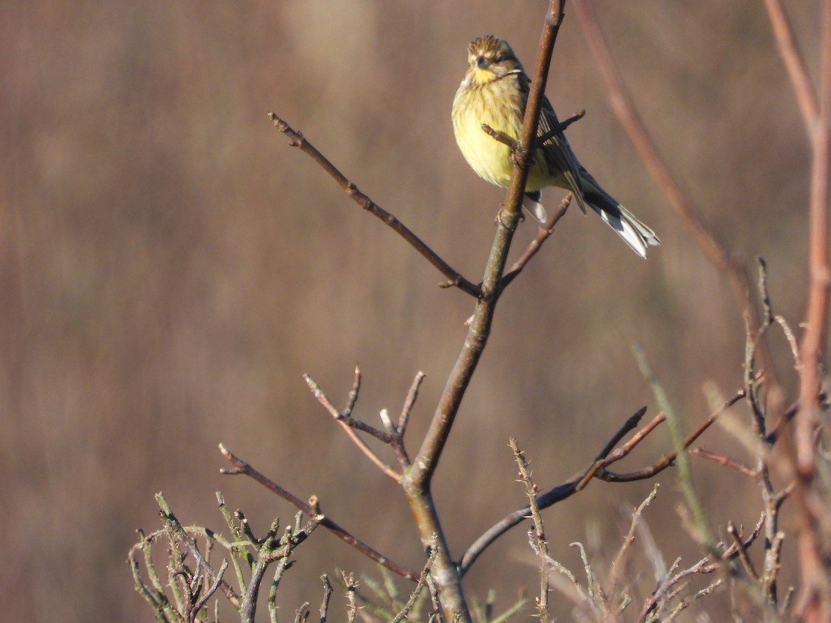 Yellowhammer - ML621024500