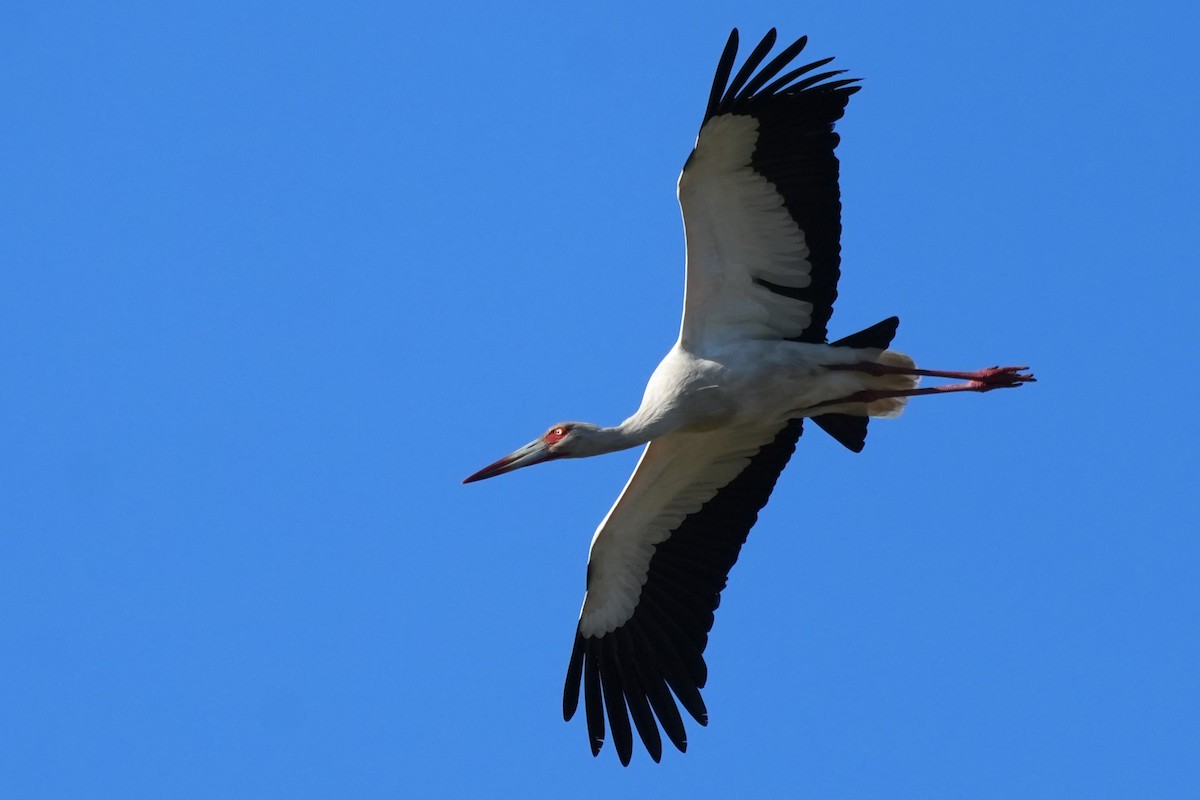 Maguari Stork - ML621024517
