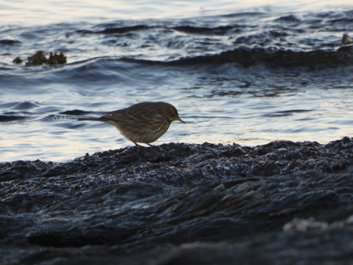 linduška skalní - ML621024522