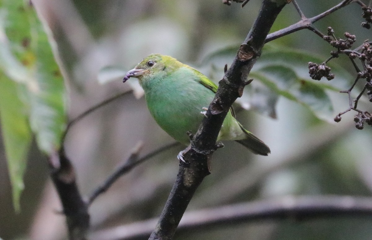 Bay-headed Tanager - ML621024556