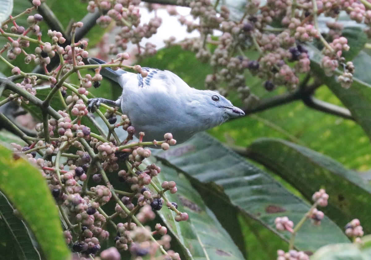 Blue-gray Tanager - ML621024561