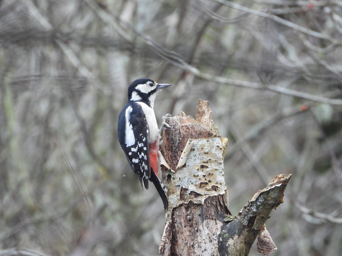 Great Spotted Woodpecker - ML621024563