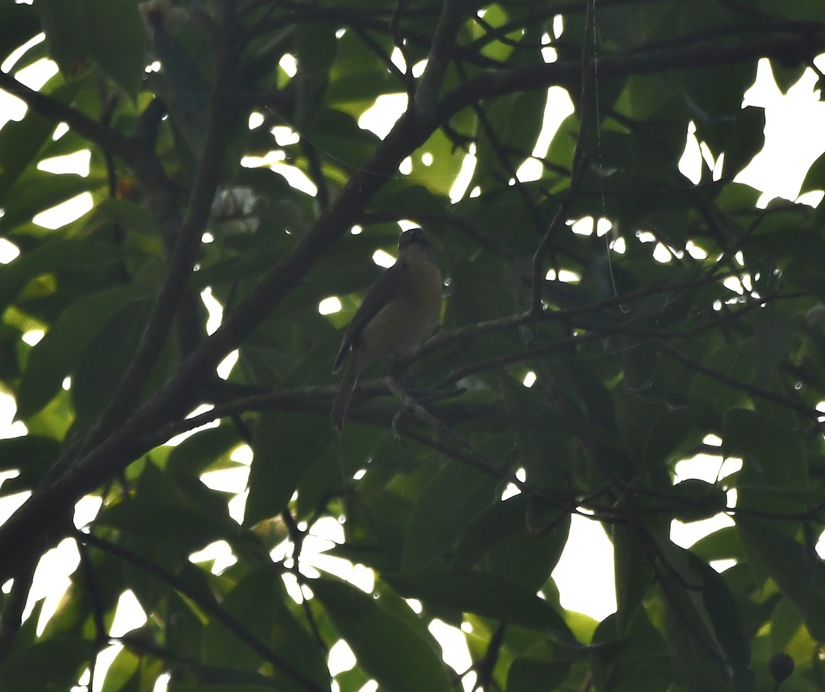Pale-chinned Flycatcher - ML621024578