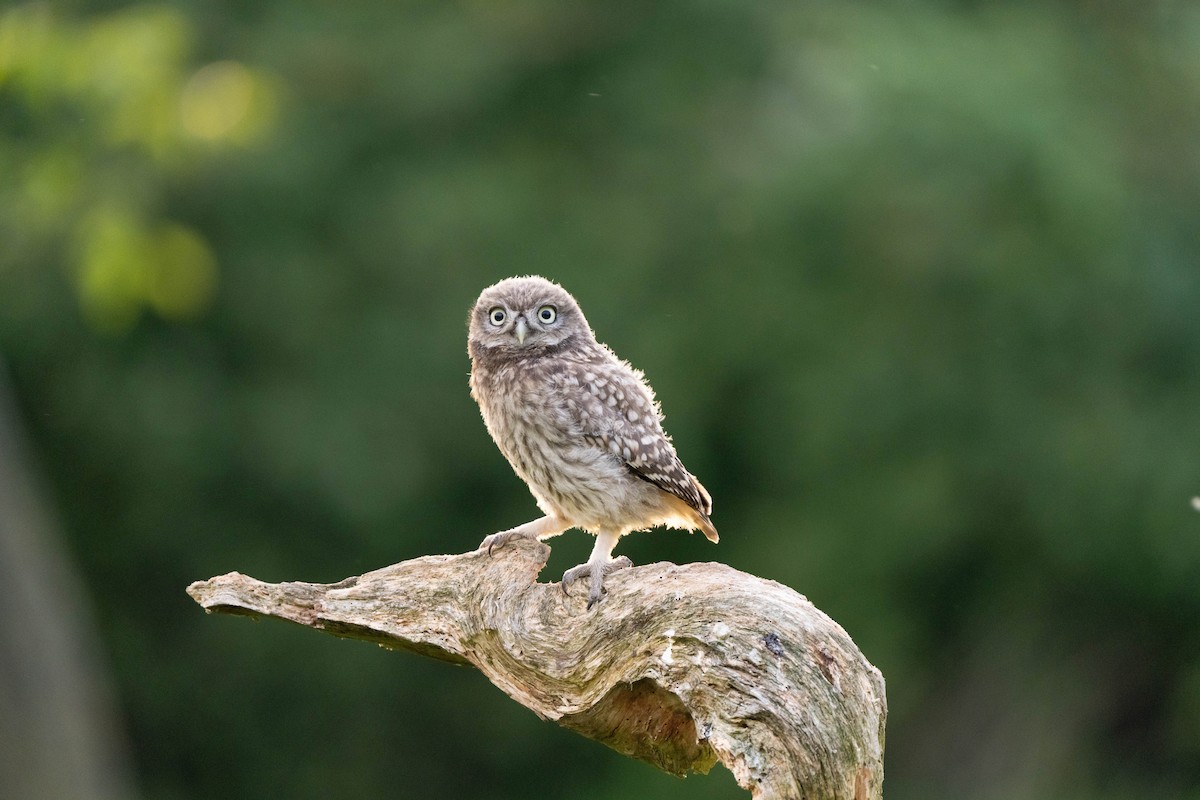 Little Owl - Hans van der Hoeven