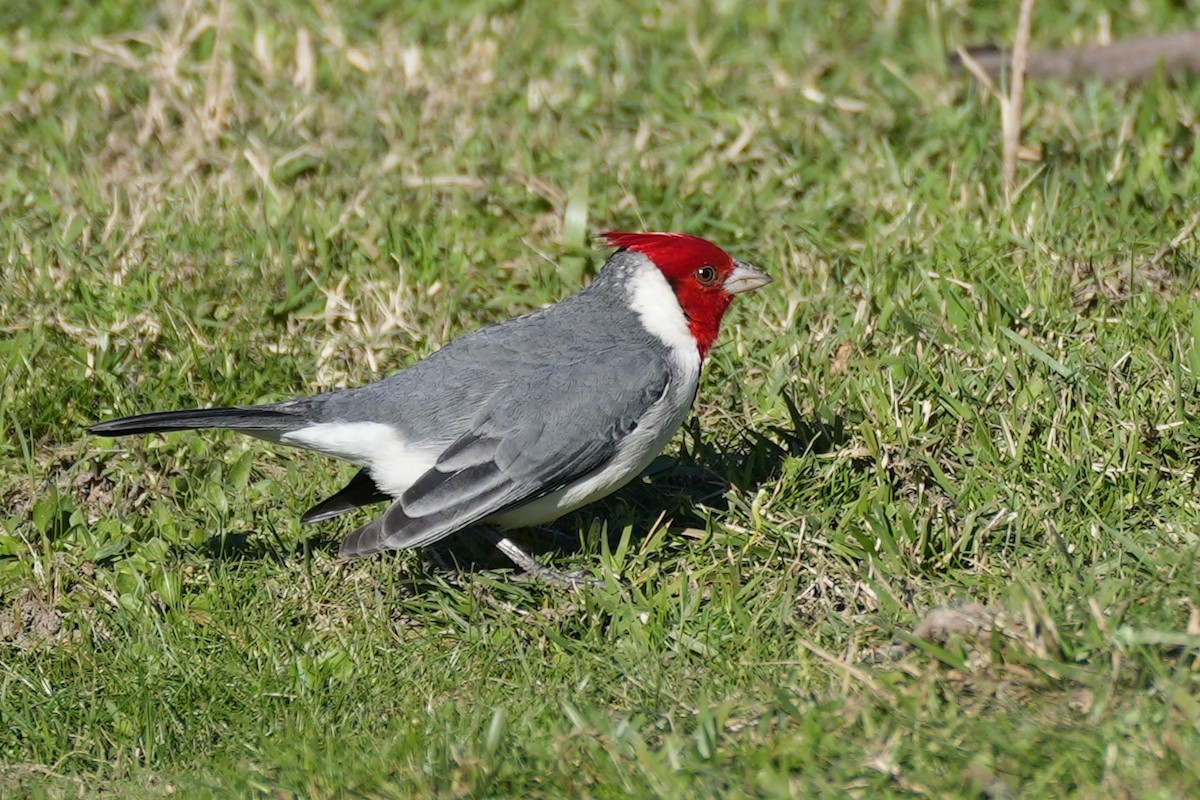 Red-crested Cardinal - ML621024663