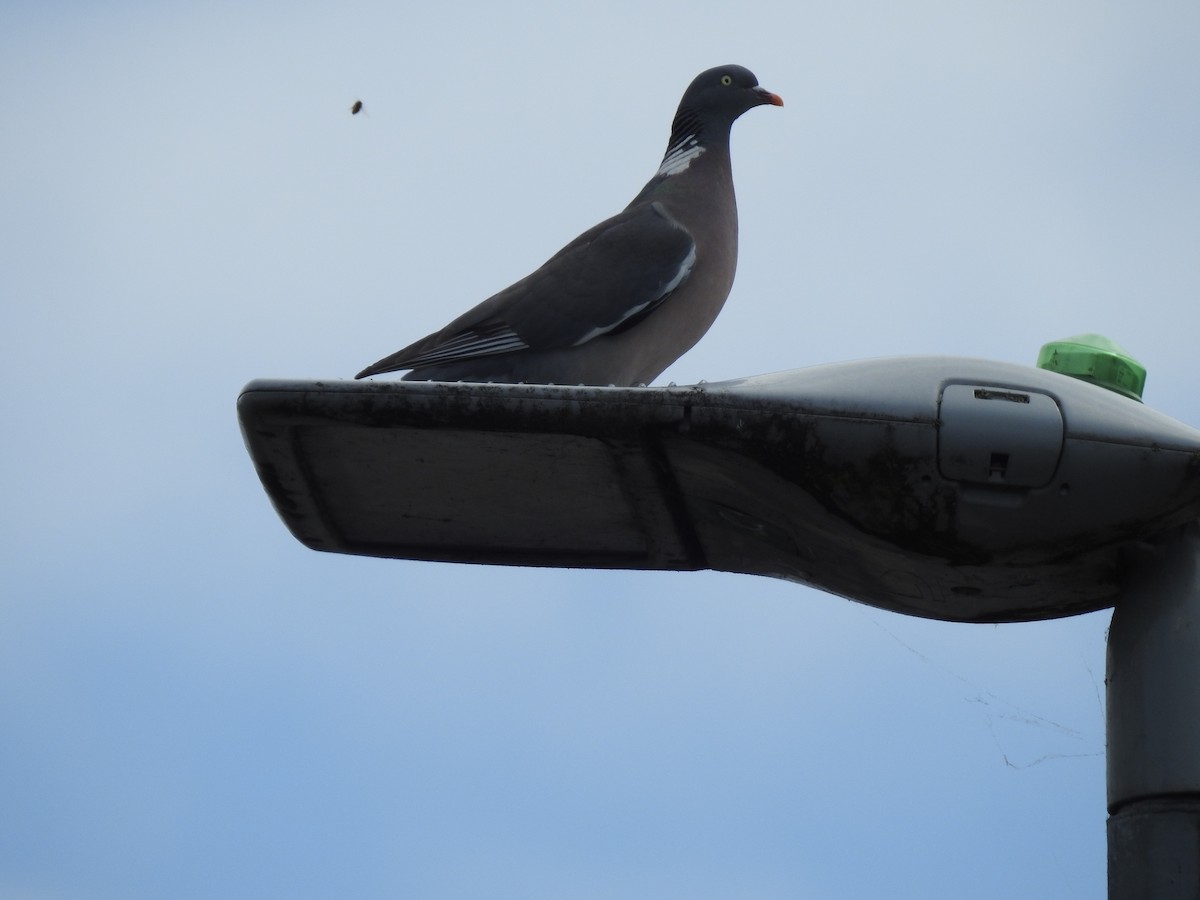 Common Wood-Pigeon - ML621024670