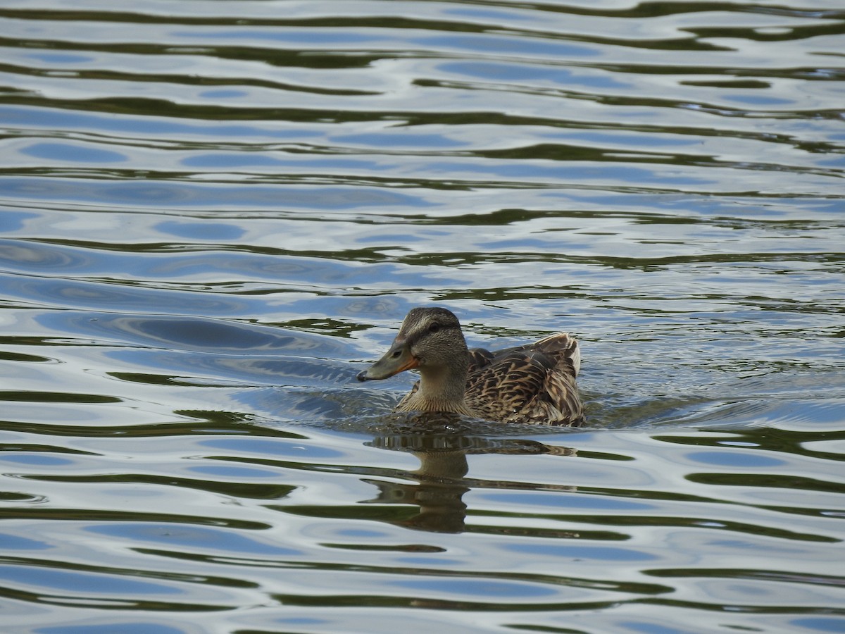 Mallard - Hannah Elliott