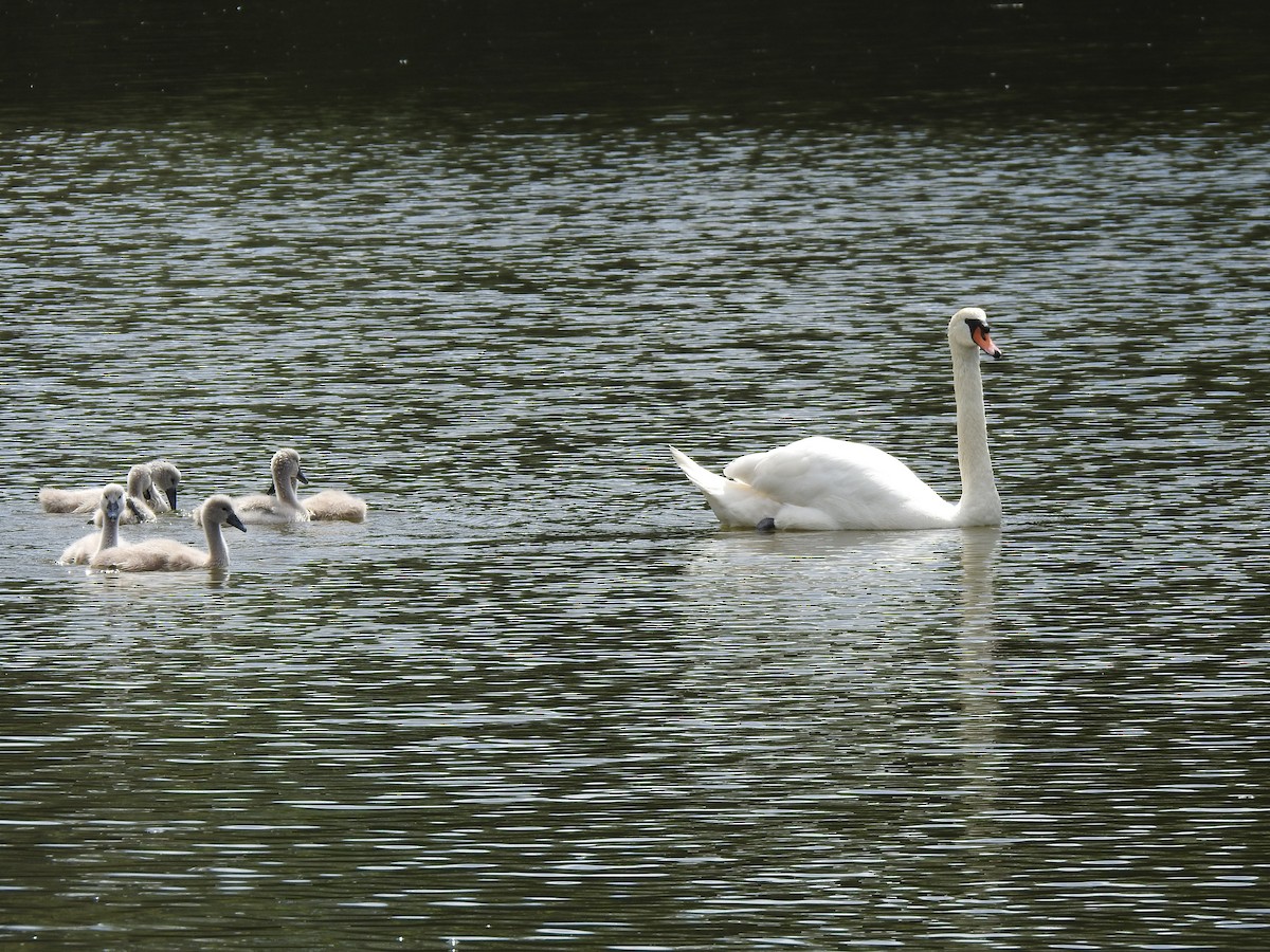 Mute Swan - Hannah Elliott