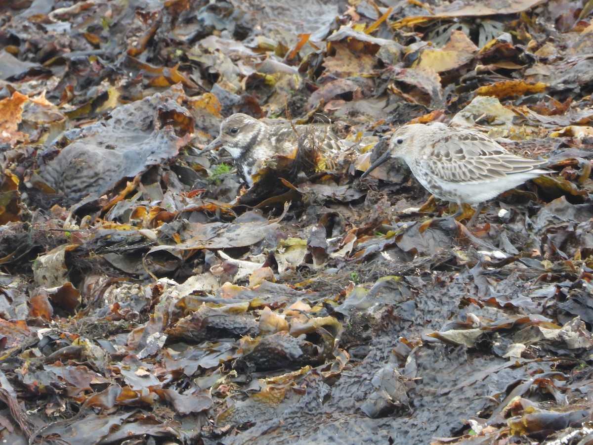 jespák obecný - ML621024690