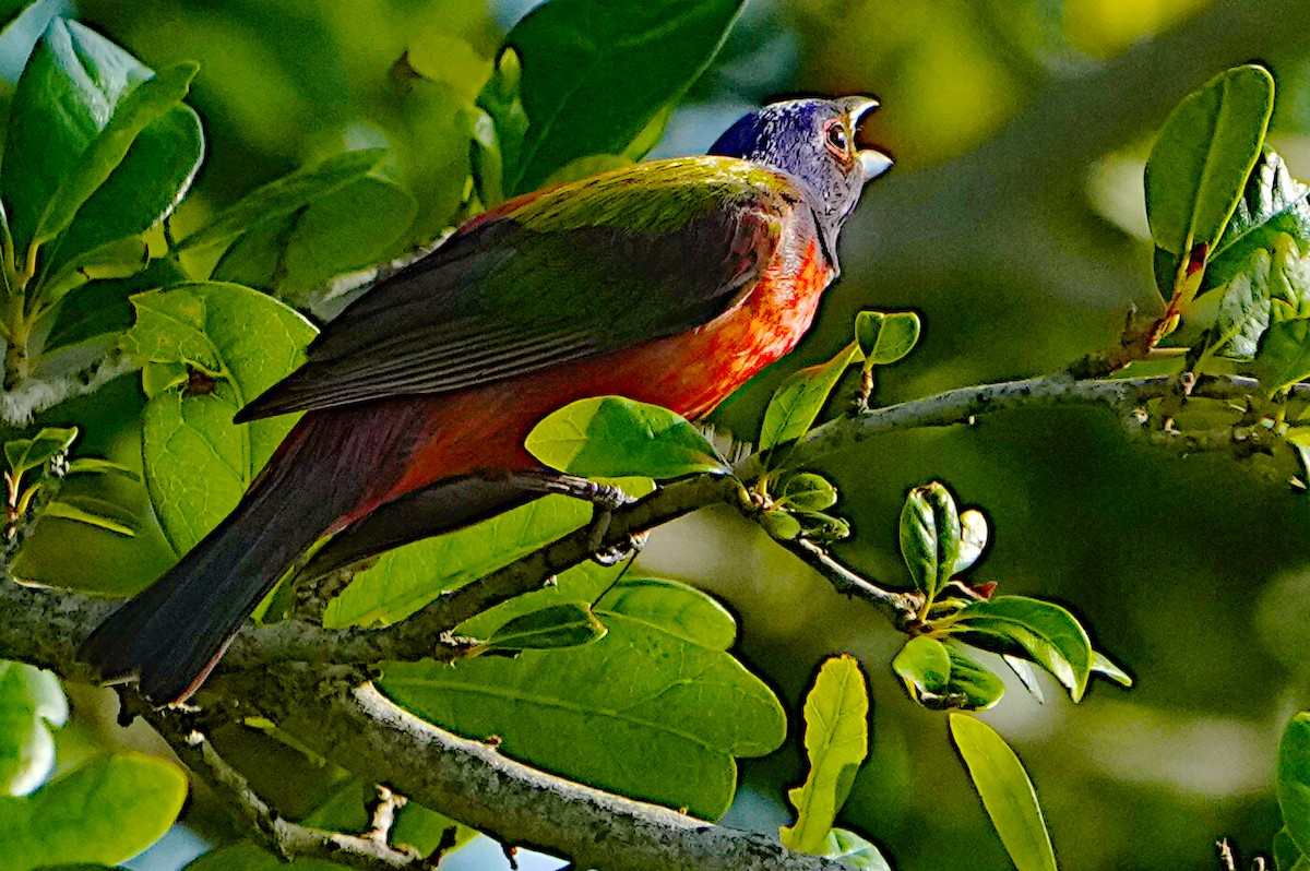 Painted Bunting - ML621024706