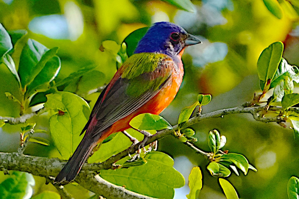 Painted Bunting - ML621024707