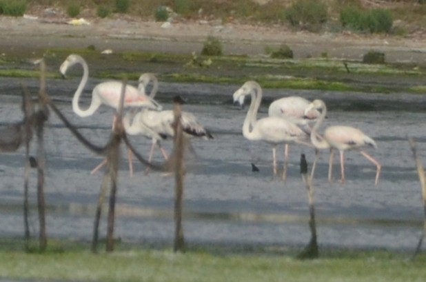 Greater Flamingo - ML621024747