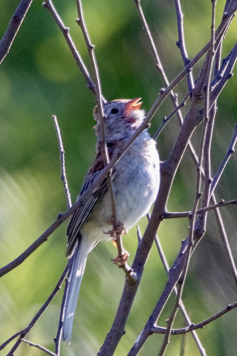 Field Sparrow - ML621024803