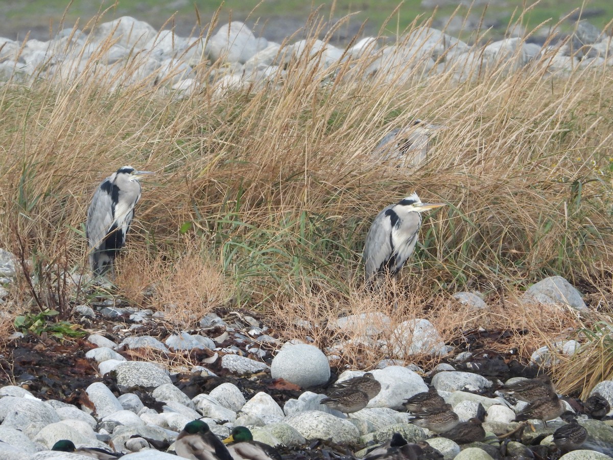 volavka popelavá - ML621024845