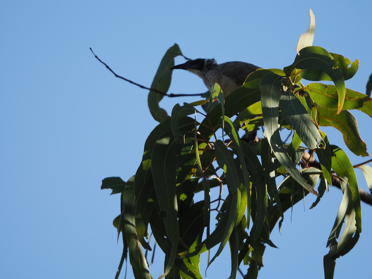 Silver-crowned Friarbird - ML621024846