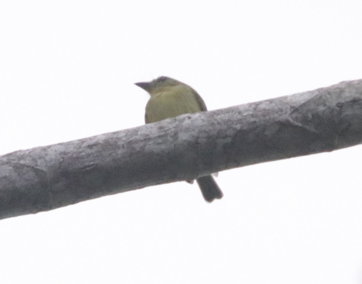 Olive-faced Flatbill - ML621024850
