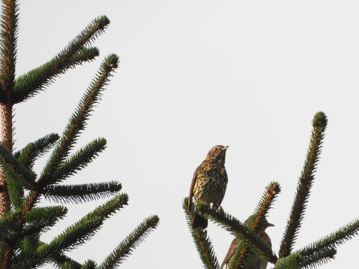 Song Thrush - ML621024853