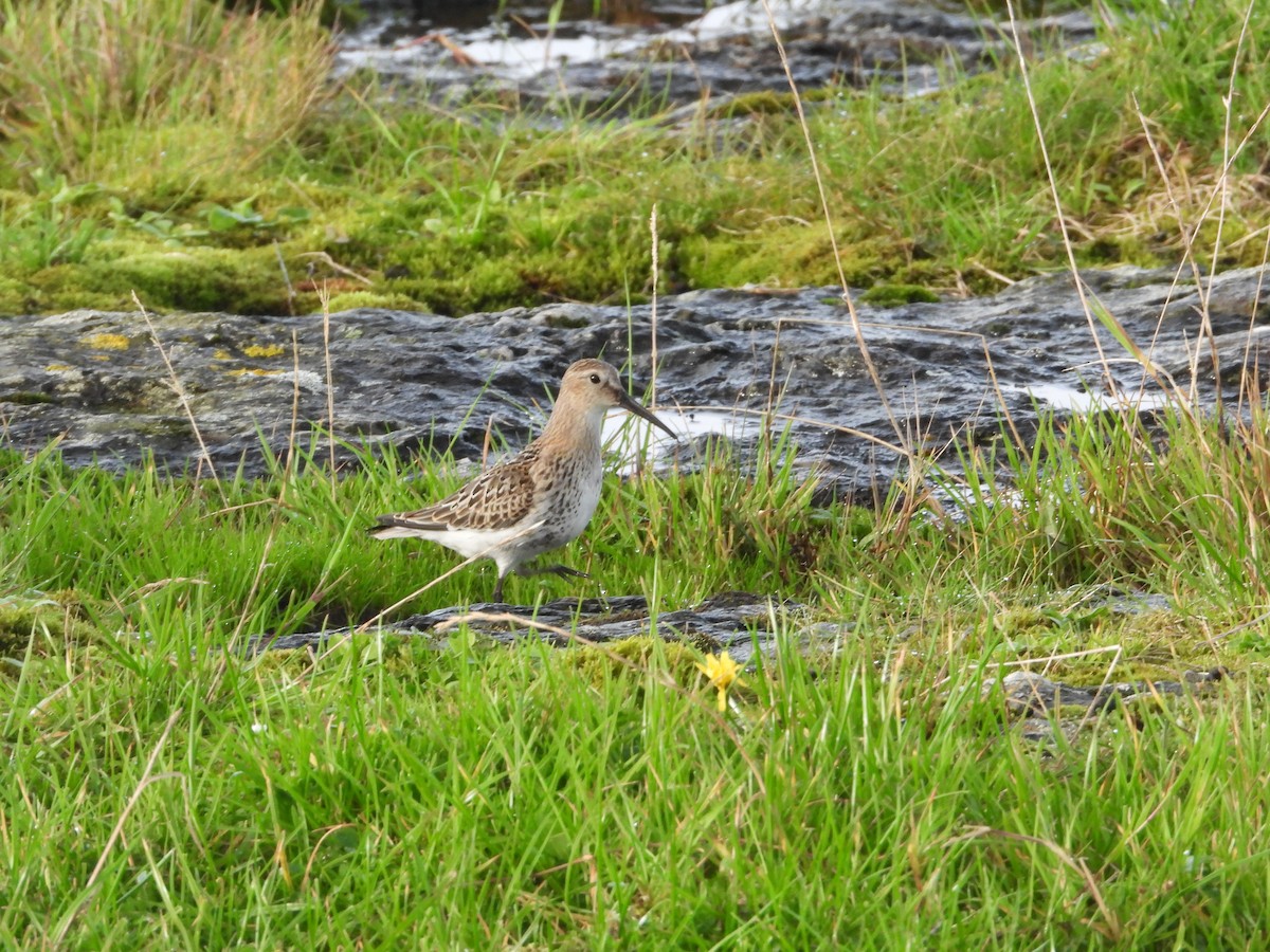 Dunlin - ML621024868