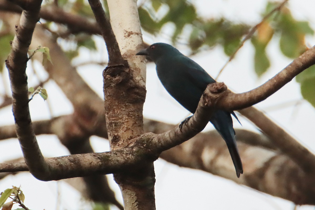 Asian Fairy-bluebird - ML621024889