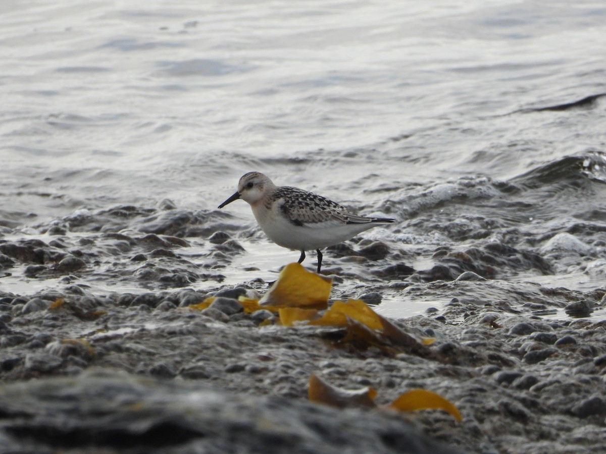 Sanderling - ML621024906