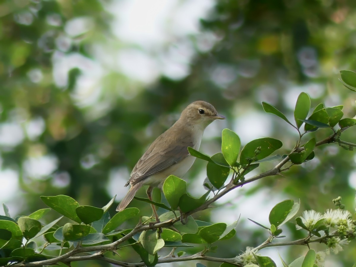 Booted Warbler - ML621024907