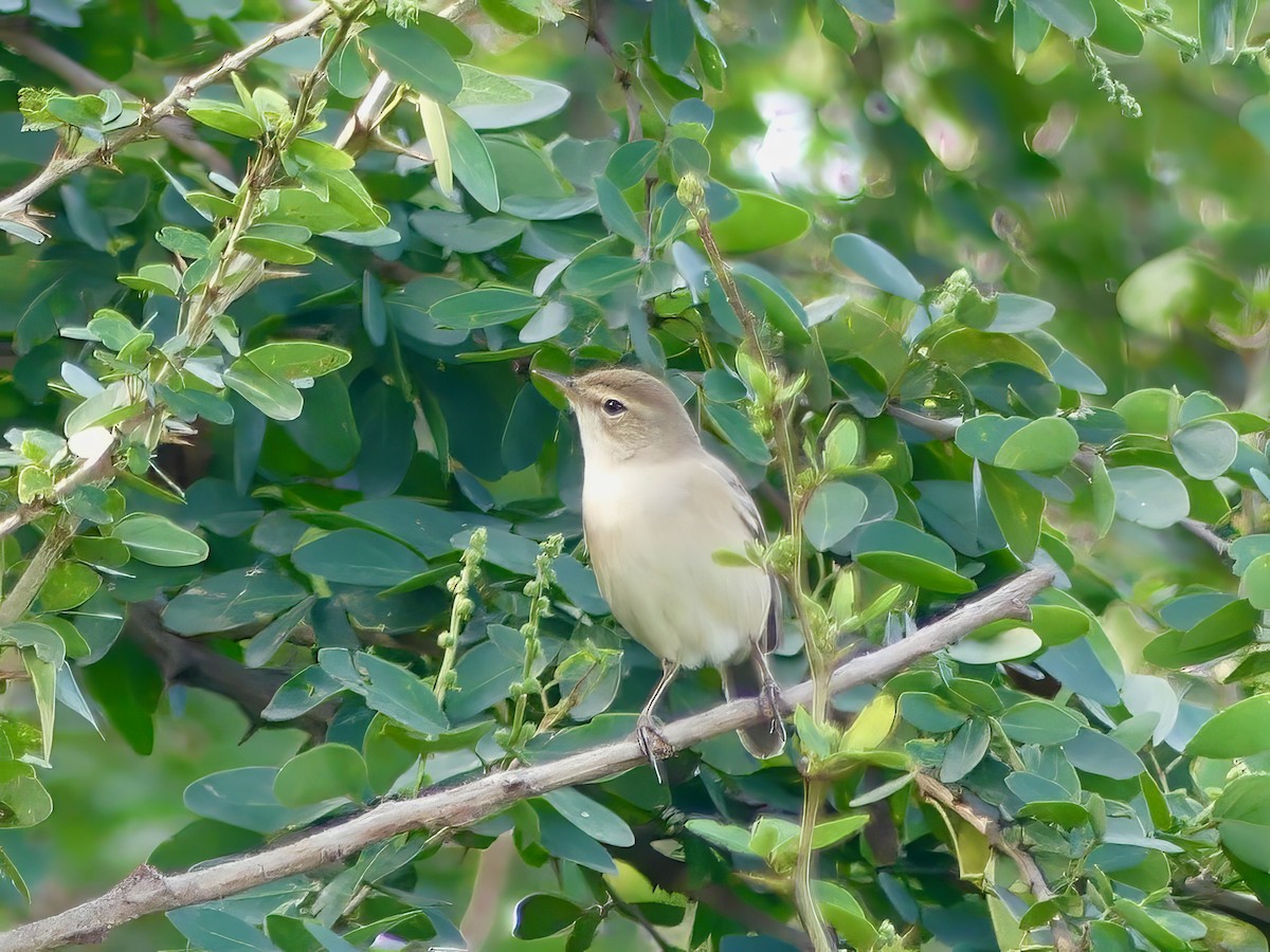 Booted Warbler - ML621024908