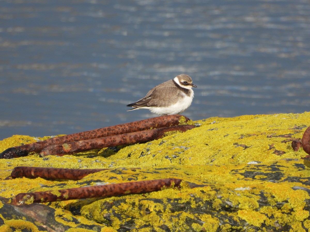Common Ringed Plover - ML621024913