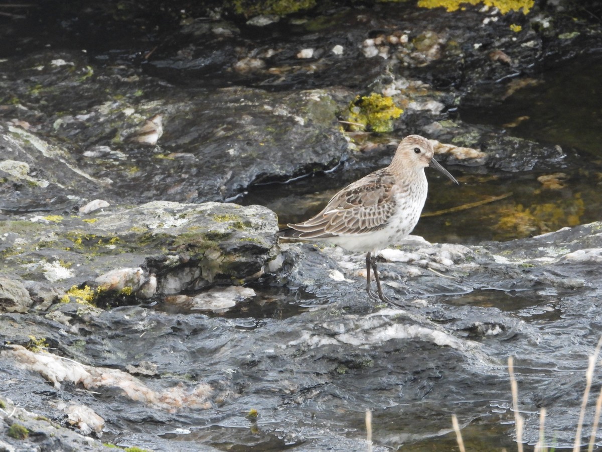 jespák obecný - ML621024947