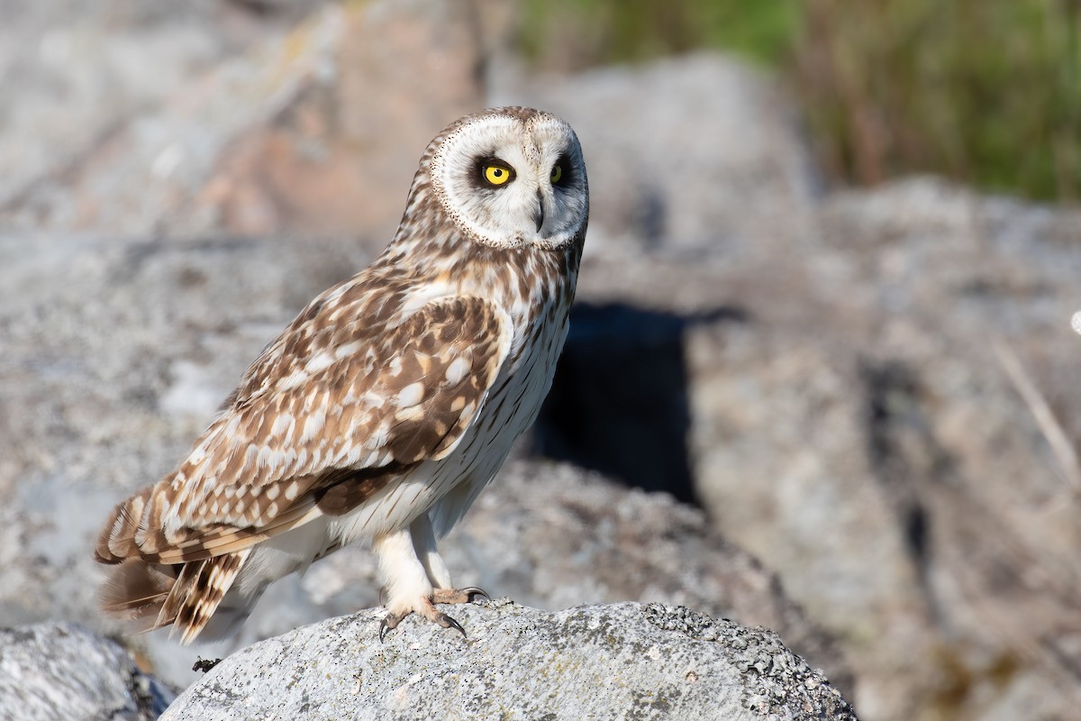 Short-eared Owl - ML621024950