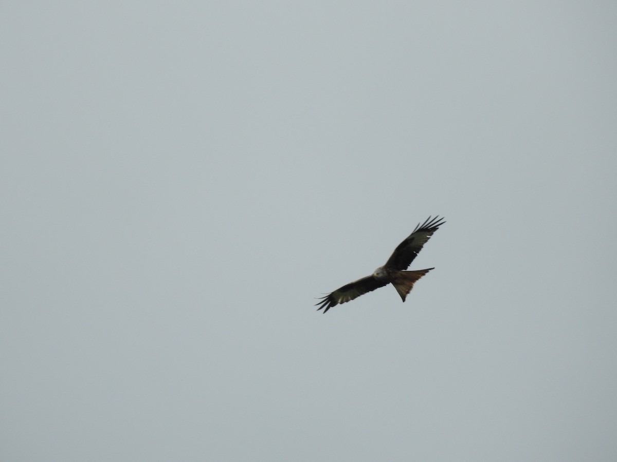 Red Kite - ML621024982