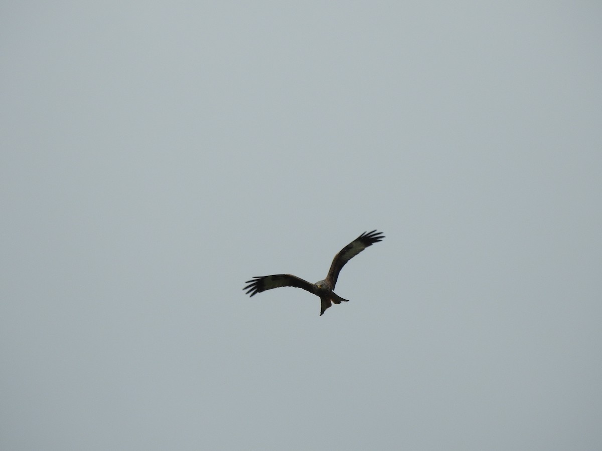 Red Kite - ML621024983