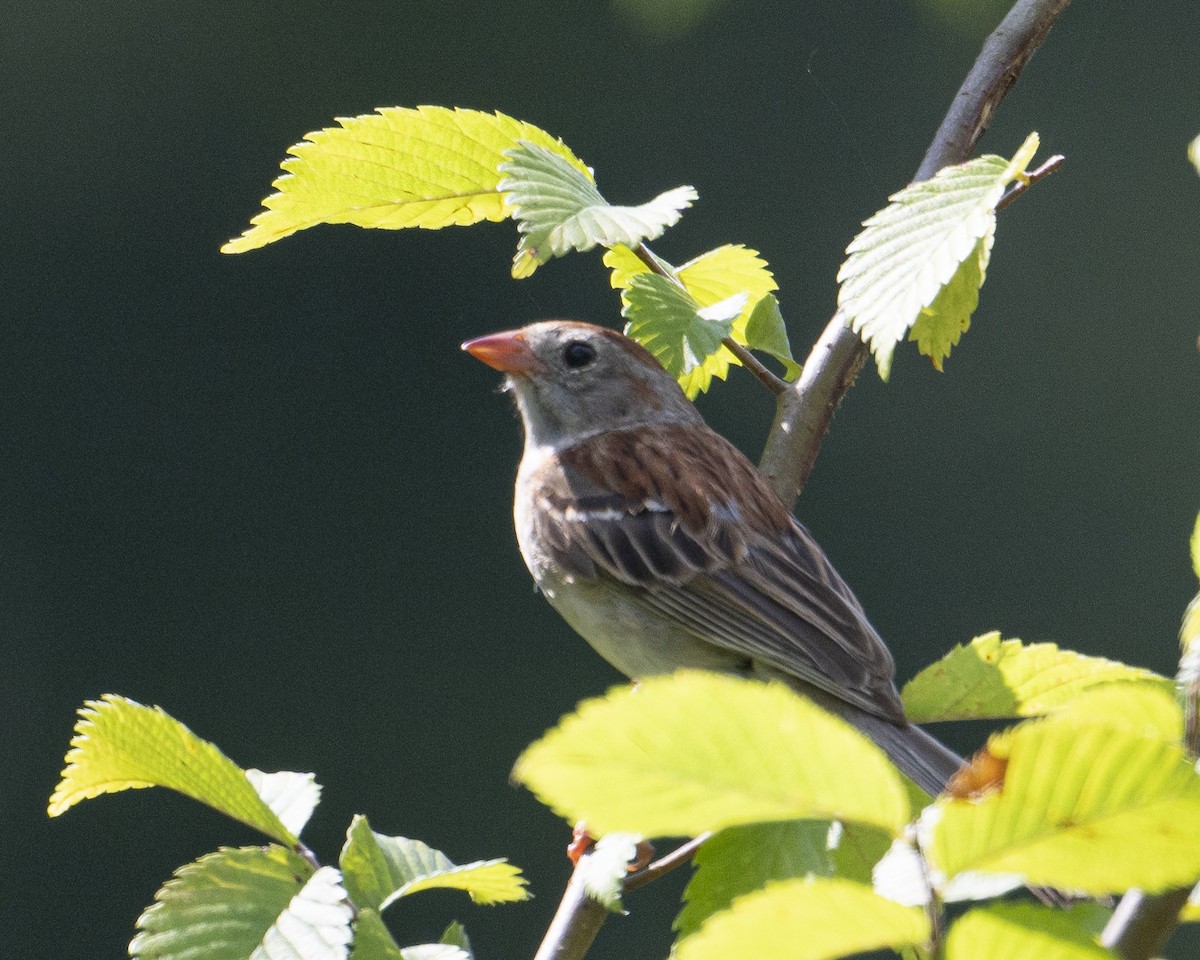 Field Sparrow - ML621024992
