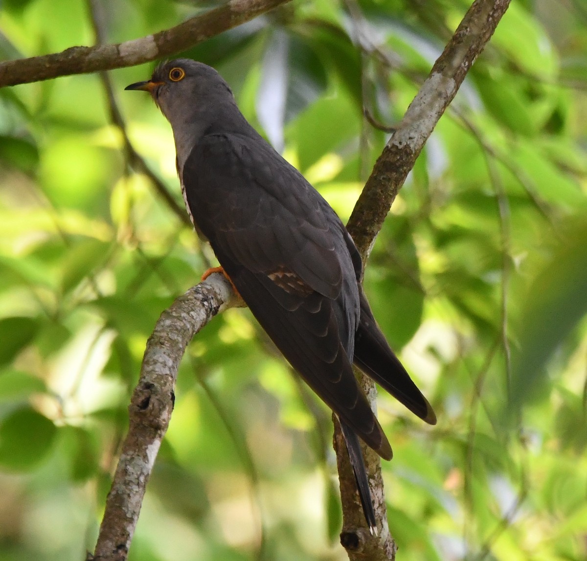 Common Hawk-Cuckoo - Aishwarya Vijayakumar