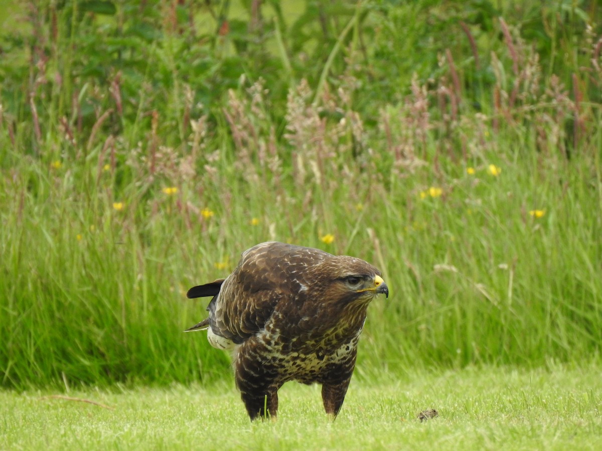 Common Buzzard - ML621025006