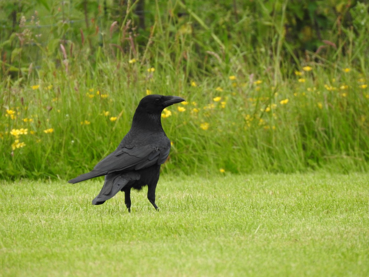 Carrion Crow - ML621025018