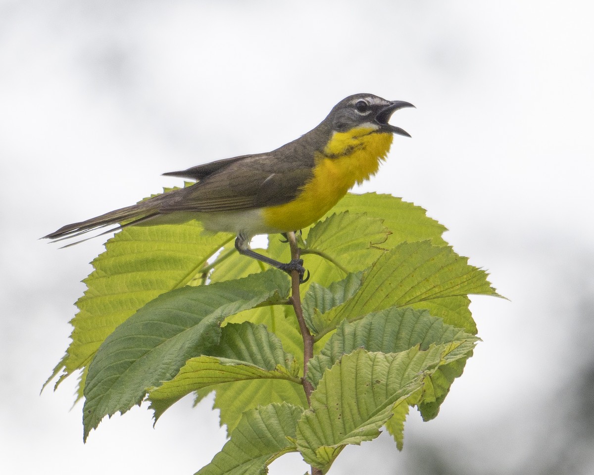 Yellow-breasted Chat - ML621025019