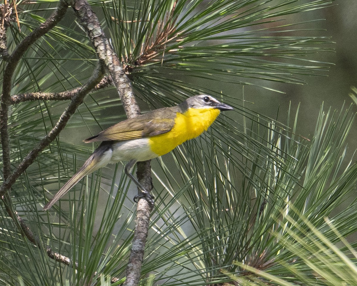Yellow-breasted Chat - ML621025020