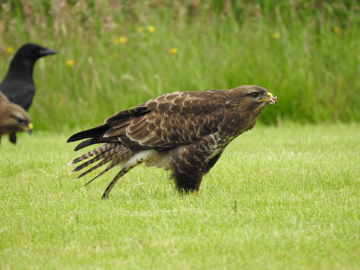 Common Buzzard - ML621025023