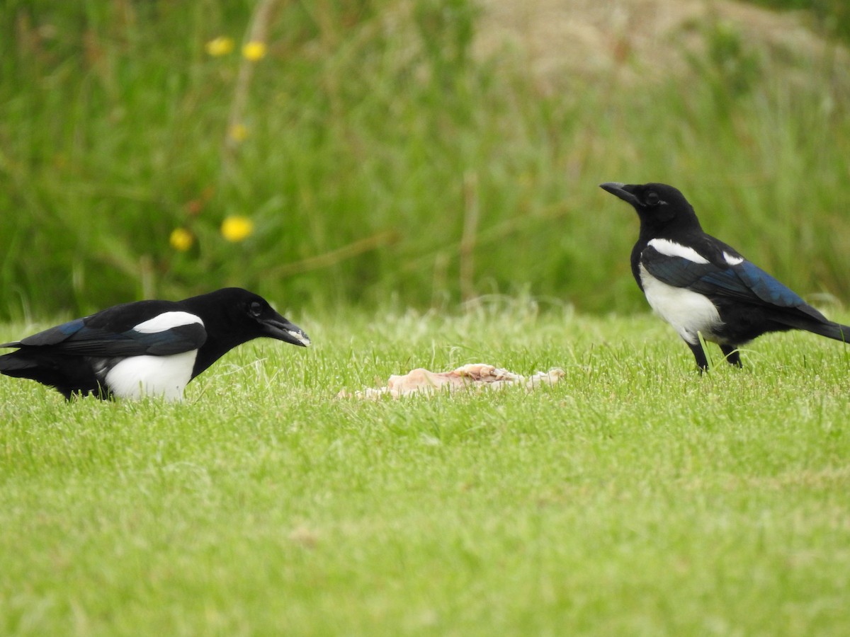 Eurasian Magpie - ML621025037